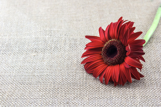 One red gerbera on brown sackcloth