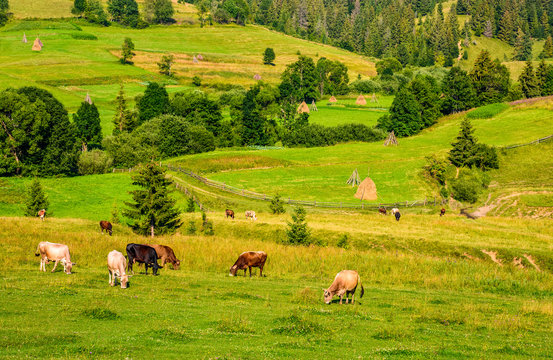 few cows grazing on hillside meadow