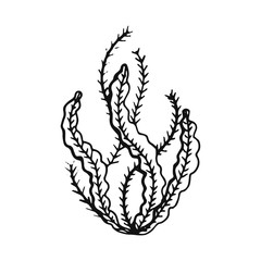 Obraz premium Algae vector hand drawing