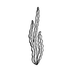 An Alga sketch vector isolated