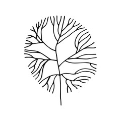 An Alga sketch vector