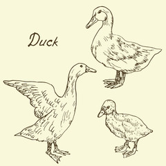 Fototapeta na wymiar Ducks and Duckling Set, sketch in pop art style, isolated vector illustration
