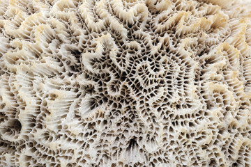 Fototapeta premium Coral / View of white coral, use as background.