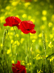 Naklejka premium red poppy