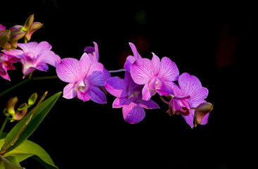 Fototapeta na wymiar Orchids flowers 