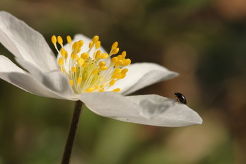 A small beetle on the way to the sweet nectar