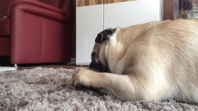 Hund Mops knabbert an einem Spielzeug Ball