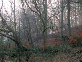 Autumn beech woodland collection