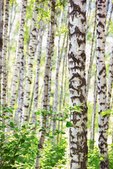 summer in sunny birch forest - 143186268