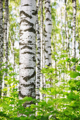 summer in sunny birch forest
