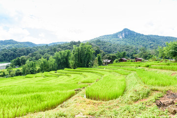 Fototapeta na wymiar Green rice field terrece in Chiangmai, Thailand