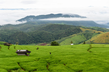 Fototapeta premium Green rice field terrece in Chiangmai, Thailand