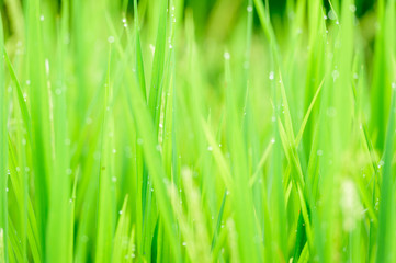Fototapeta na wymiar Closeup of rice plant