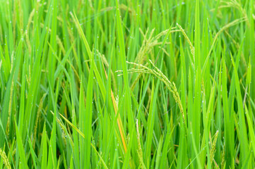 Closeup of rice plant