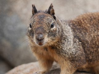 ground squirell