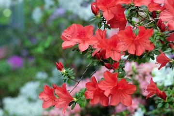 Fototapeten Azalee Schöne blühende Azalee  © Denis Kadatsky