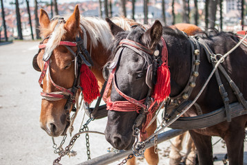 Brown and black horses standing together, close up portrait