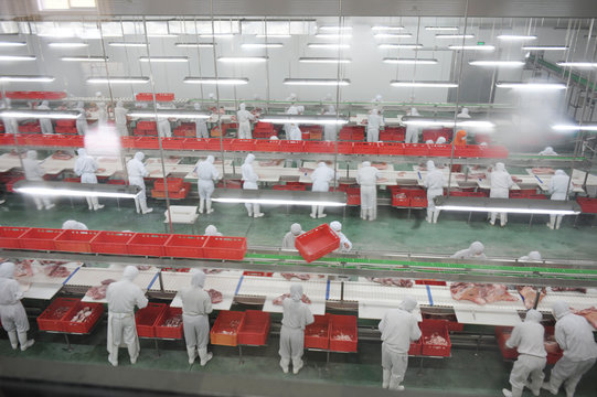 group of workers working in a line in pork industry plant.