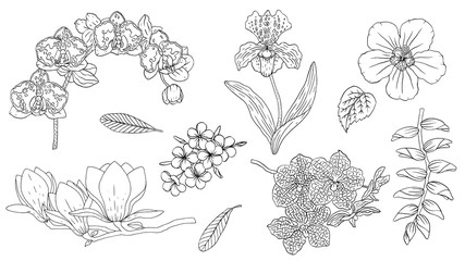 Tropical flowers set with Hibiscus, Plumeria, Heliconia,Magnolia, Phalaenopsis, Vanda and Venus shoe orchids. Hand drawn floral set isolated on white background. Outline tropical drawings bundle.