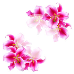 Modern card template with beautiful lilly flowers and place for text. Vector illustration.