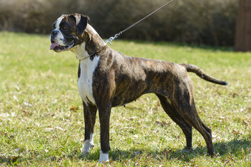 german tiger boxer dog © milanvachal