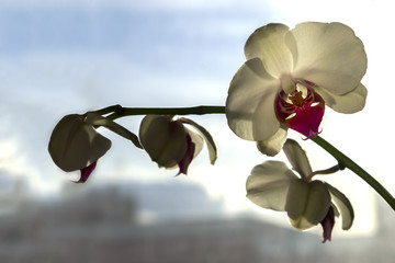 Close up of white orchid flower