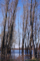 Spring landscape on the river. Trees and river in spring day.