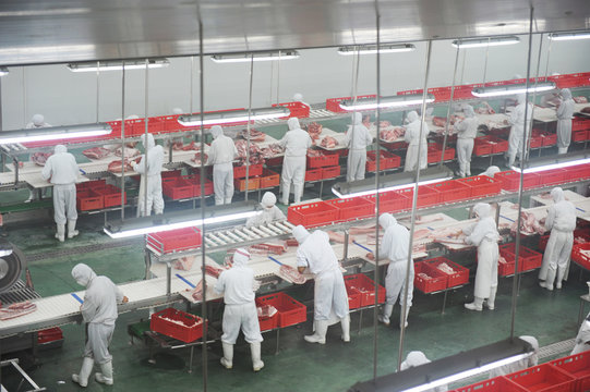 group of workers working in a line in pork industry plant.