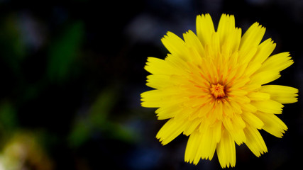 Dandelion