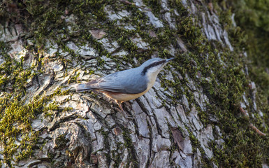 Eurasian nuthatch in natural habitat