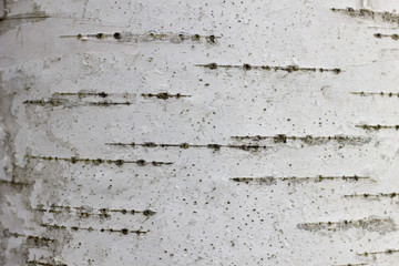 close up of birch tree bark details - background