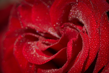 Red rose with water drops glittering through light.