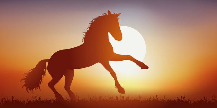 Cheval - cabr&eacute; - libert&eacute; - Coucher de soleil