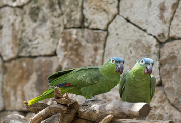 pair of parrots together on a branch