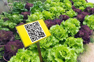 Smart agriculture, farm. Interactive QR Code Plant Tags & Signs with salad vegetable garden plan.