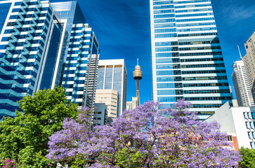 Skyscrapers of Sydney surrounded by trees