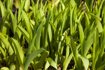 spring flowers in the garden green