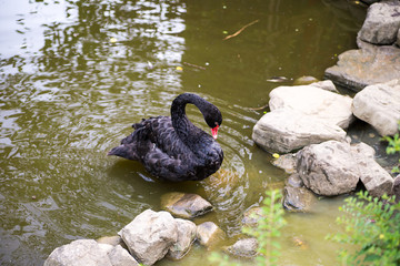 Fototapeta premium Graceful black swan stands on the shore of the lake among the stones