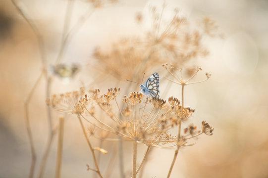 Butterfly with dry flowers