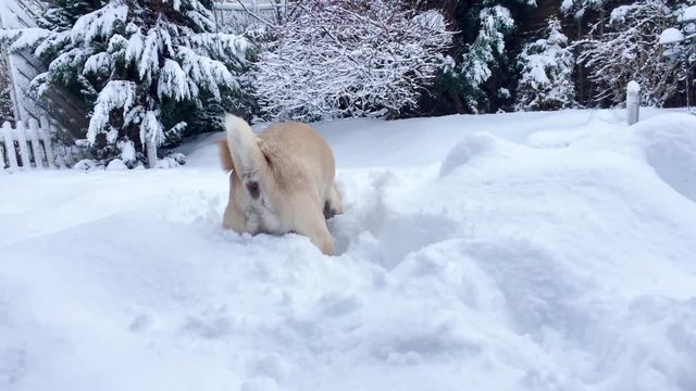 Hund Mops sucht etwas im Schnee
