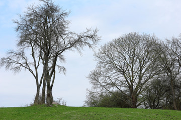 Baumgruppe auf einem Hügel im Vorfrühling