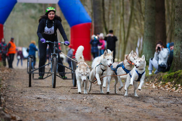 Dryland sled dog races