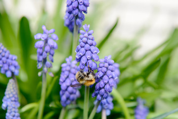 bumble bee on blue grape hyacinths in the nature