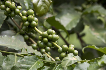 Coffee berries on plant