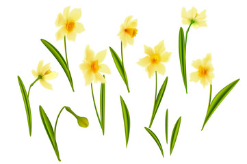 Narcissus. Vector realistic flowers. On a white background. - 143191099