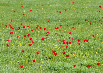 Schrenck's tulips (Tulipa) in the steppe, Republic of Kalmykia, Russia