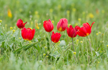 Schrenck's tulips (Tulipa) in the steppe, Republic of Kalmykia, Russia