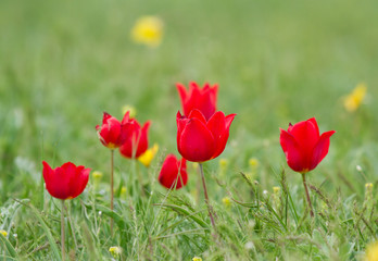 Schrenck's tulips (Tulipa) in the steppe, Republic of Kalmykia, Russia