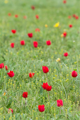 Schrenck's tulips (Tulipa) in the steppe, Republic of Kalmykia, Russia