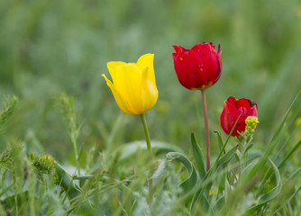 Schrenck's tulips (Tulipa) in the steppe, Republic of Kalmykia, Russia